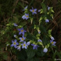 Exacum trinervium (L.) Druce